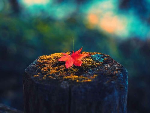 Autumn Equinox Gratitude Celebration – Sunday 20th March