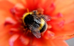 Bumblebee Breath: The Power of Bhramari Pranayama…..