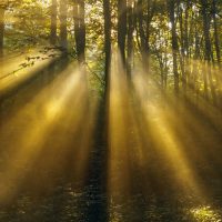Shedding Our Defences………